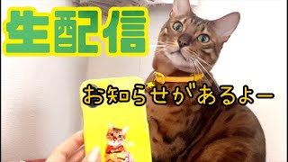 【ランチ生配信2/17】ニコからお知らせがあるようです生配信🐈📹