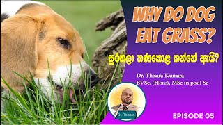 සුරතලා තණකොළ කන්නේ ඇයි ? මගහරවා ගන්නේ කේසේද  ? || Why Do Dog Eat Grass Sinhala - Dr.Thisara