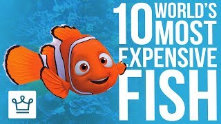 Top 10 Most Expensive Fish In The World
