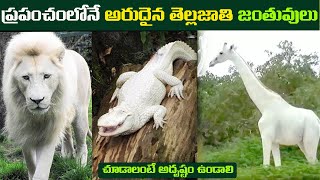 ప్రపంచంలోని 10 అరుదైన తెల్ల జంతువులు | World’s Top 10 Rarest White Animals .