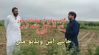 Parthenium Weed (Gajar booti) | Threat to Crops and Effective Control Methods | Beej se Phal Tak