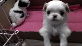 One month old Japanese Chin puppies