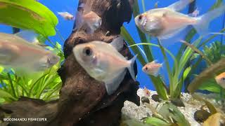 Aquarium Fish for Relaxation 🐠 Sleep Relax Meditation Music