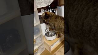 あと10分でカリカリの時間#shorts#猫#猫動画#cat#キジトラ#待ちきれない#自動給餌器