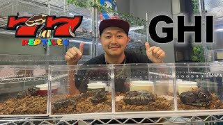 【モルフ紹介】GHI