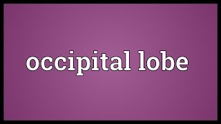 Occipital lobe Meaning