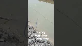 cacing worm zone di dunia nyata.