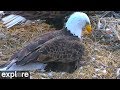 An Eaglet is Born!