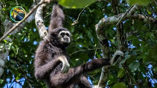 Laos Is Home to ASTOUNDING Wildlife Biodiversity!