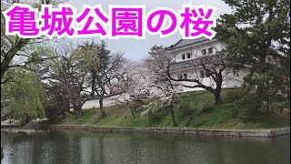 亀城公園の桜　茨城県土浦市