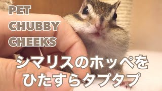 シマリスの頬袋をタプタプ…/Pet chubby chipmunk's cheeks