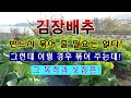 [텃밭농부 1,732]  김장배추 반드시 묶을 필요는 없다. 다만 이럴 경우 묶는데 그 목적과 싯점은? #김장배추재배