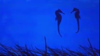 The Sea Horse Mating Dance