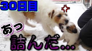 【生後30日目】私も黙っちゃいないよ！！