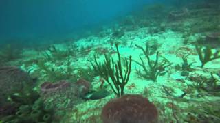 Grouper Bend Reef Pompano FL 11-1-15 Part 1