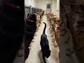 bossy cat welcomed by dogs furriously