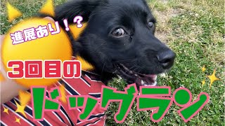 【ドッグラン】犬みしりのロナが… #ドッグラン #dog #ミックス犬 #愛犬 #かわいい #癒し #犬のいる暮らし #おすすめ #コーギー #コッカー