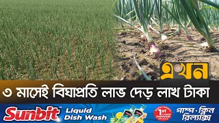 মেহেরপুরে নতুন জাতের পেঁয়াজ চাষে সাফল্য | Onion cultivation | Ekhon TV