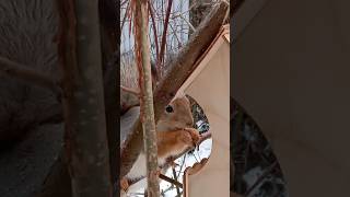 Бусинка напрятала орешков и присела перекусить 🤗❤😋🌰🐿🥰😍 #белка #белочка #бельчонок #дружба #squirrel