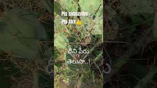 దీని పేరు తెలుసా..! #viralshorts #farming #telugu #youtubeshorts #ytshortsindia