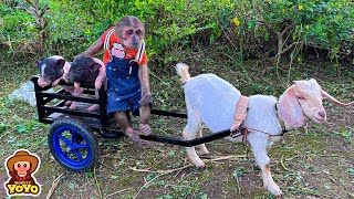 YoYo JR takes the goats pick corn for the piglets