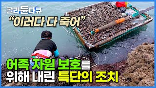 신안군 바닷가 섬마을이 바보 소리 들어가며 고민 끝에 내린 파격적인 조치┃바보섬이라고 불리는 이유┃어족 자원 보호를 위해┃모두 다 잘 먹고 잘 살자┃영산도┃한국기행┃#골라듄다큐