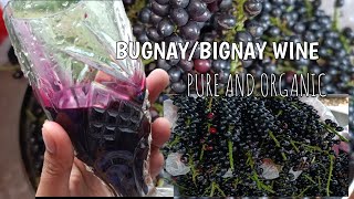 PAANO GUMAWA NG BUGNAY/BIGNAY WINE/HOMEMADE TROPICAL WINE/SUPER DAMING BENEFITS NA MAKUKUHA/ORGANIC💯