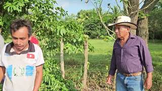 MINGO llorando pedia ayuda a WILDER su papá será el dueño del Terreno