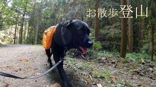 【二代目黒ラブLUNA】登山再開で張り切りすぎて疲れ果ててしまったラブラドールと飼い主