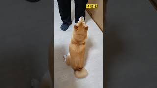 【柴犬のこ】言葉を話す柴犬　 #shorts