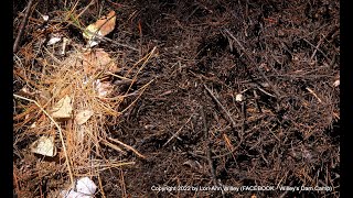 Composting Pine Needles - Amazing Results (Part 1)