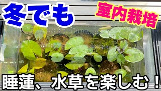 冬も室内水槽で睡蓮、水草を楽しむ！枯れかけの熱帯睡蓮は復活するのか！？メダカ睡蓮ビオトープ