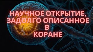 Научное Открытие в Области Эмбриологии, задолго описанное в Коране!