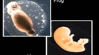 Looking at embryos for Evidence for Evolution