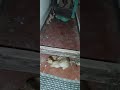 Cat Videos(1)