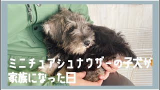 ミニチュアシュナウザーの子犬が家族になった日