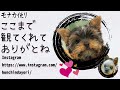 【ヨークシャテリア】とあるヨークシャテリアの一日 その①【yorkshire terrier】