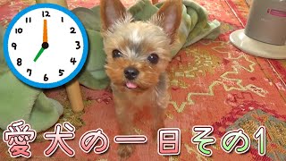 【ヨークシャテリア】とあるヨークシャテリアの一日 その①【Yorkshire Terrier】