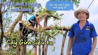 Gian nan hành trình cưa cây Gừa siêu to của Vua Khỉ Miền Tây (phần cuối)