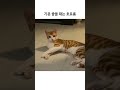 우리 고양이 희귀 사운드 호로롱🌈 catshorts 猫 고양이영상 kitten 호로롱