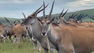 The Northern Horse encounters an Eland herd at Montusi Mountain Lodge