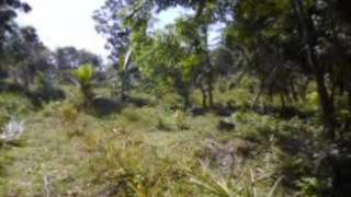 8 Acres Coconut Estate for Sale in Kurunegala District.