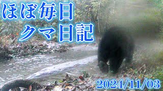 【ほぼ毎日 クマ日記】2024/11/03　6時10分～ 6℃　ツキノワグマ　長野県 安曇野