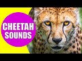 CHEETAH SOUNDS | Listen to the Sound of Cheetahs with Real Videos