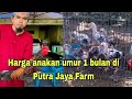 Harga anakan berkualitas di Putra Jaya Farm