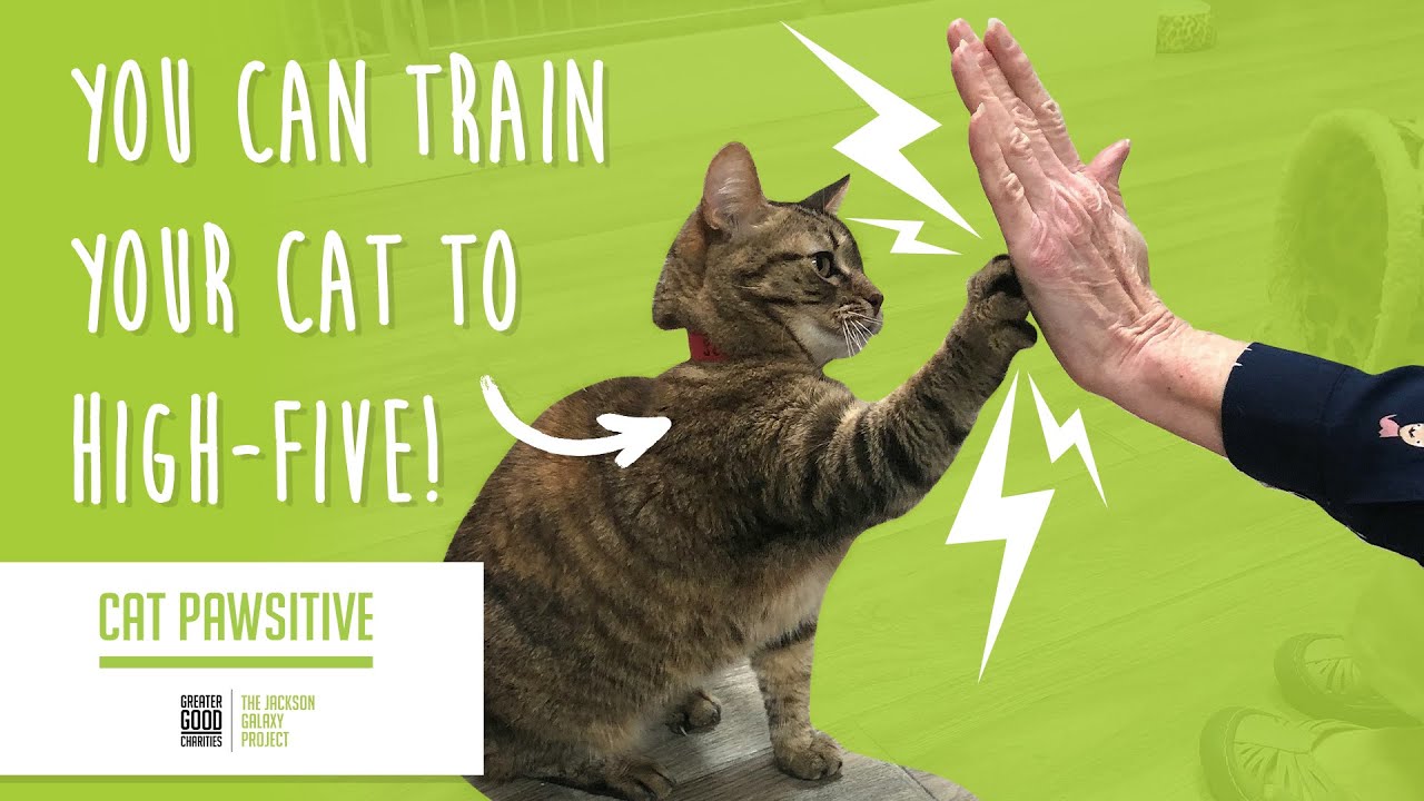 Cat Pawsitive: Home Edition | Train Your Cat To High-Five! - YouTube