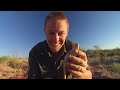 discovering the reptiles of australia s red centre 🇦🇺 the wild life of tim faulkner untamed