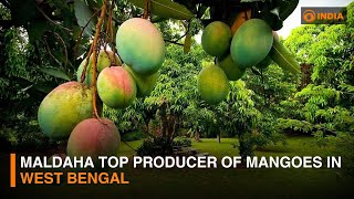 Maldaha top producer of mangoes in West Bengal | DD India