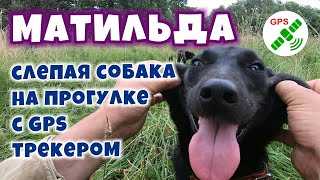 Слепая собака на прогулке с GPS трекером | Blind dog walking with GPS.Помощь животным