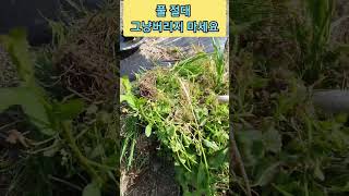 풀을 매고 버리지 마세요 최소2가지이상의 효과가 있습니다